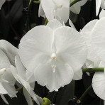 Phalaenopsis Crystal Water B S Phalaenopsis Crystal Water B S